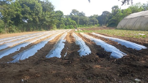 Adani Foundation at ACC Sindri promotes sustainable vegetable farming through micro-irrigation 